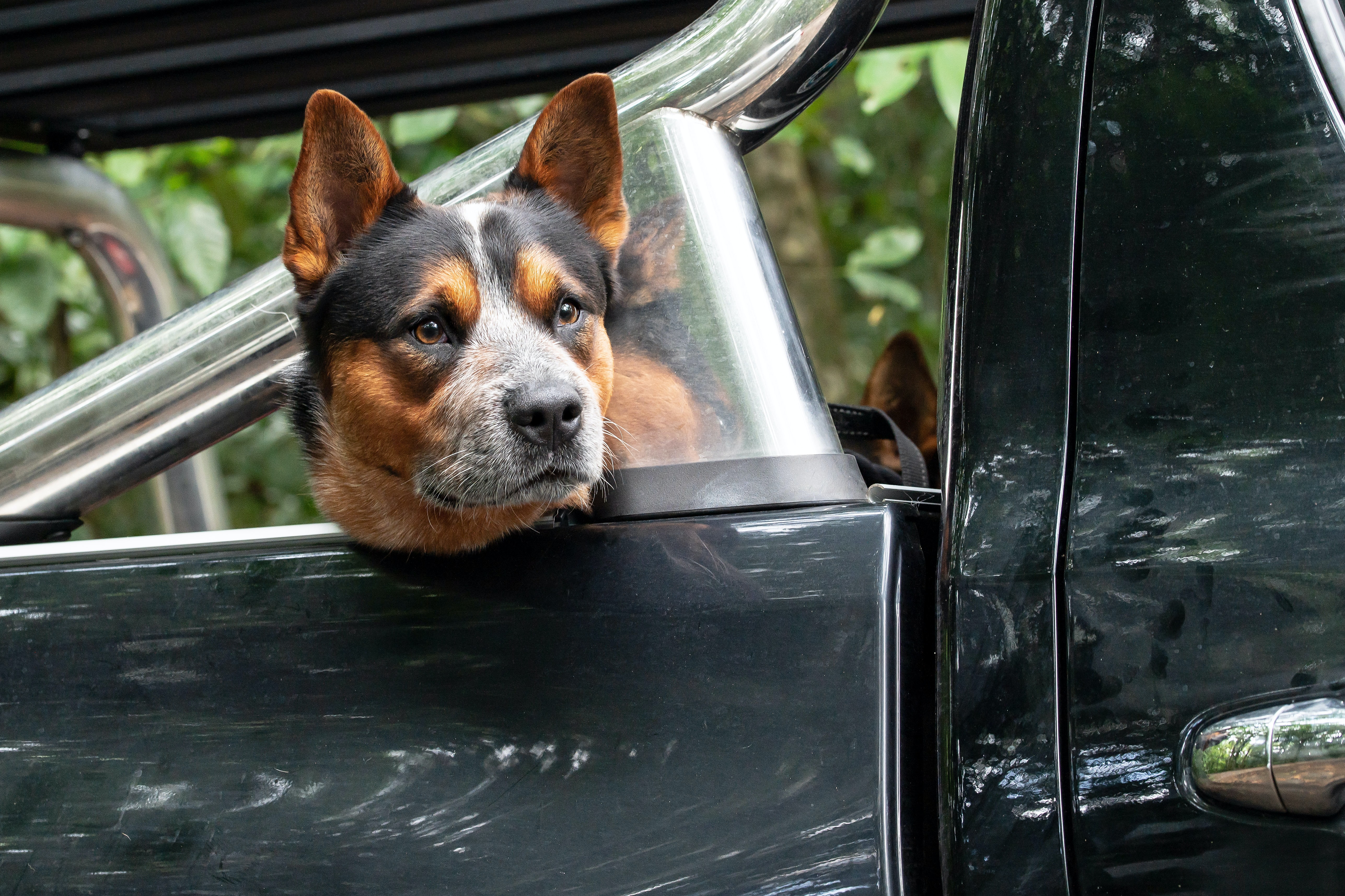 Waiting! Waiting! Waiting! Waiting for interview call - dog image